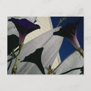Morning Glory Flower Briefkaart
