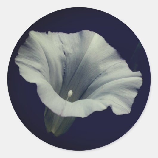Morning Glory Flower Ronde Sticker (Voorkant)
