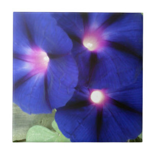 Morning Glory Flower Tile Tegeltje