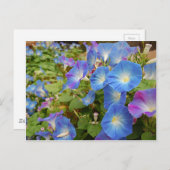 Morning Glory Flowers Briefkaart (Voorkant / Achterkant)