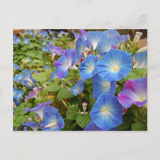 Morning Glory Flowers Briefkaart (Voorkant)