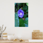 Morning Glory Flowers , Ipomoea met regendruppels Poster (Keuken)