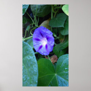Morning Glory Flowers , Ipomoea met regendruppels Poster