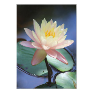 Morning Glory Foto Afdruk