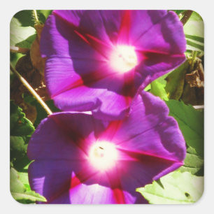 Morning Glory Macro Vierkante Sticker