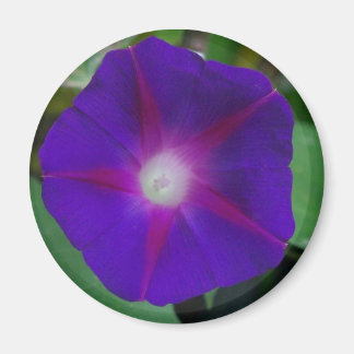 MORNING GLORY MAGNEET