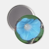 Morning Glory Magneet (Voorkant / Achterkant)