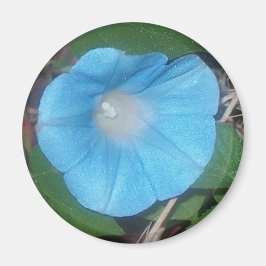 Morning Glory Magneet (Voorkant)