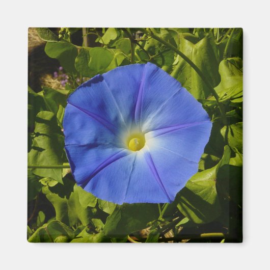 Morning Glory Magnet Magneet (Voorkant)