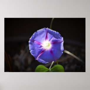 Morning Glory Poster