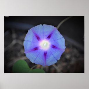 Morning Glory Poster