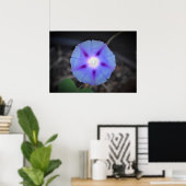 Morning Glory Poster (Thuiskantoor)