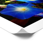 Morning Glory Poster (Hoek)