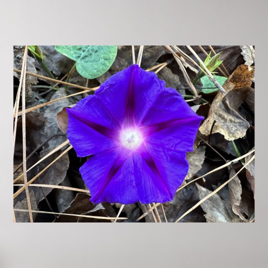 Morning Glory Poster (Voorkant)