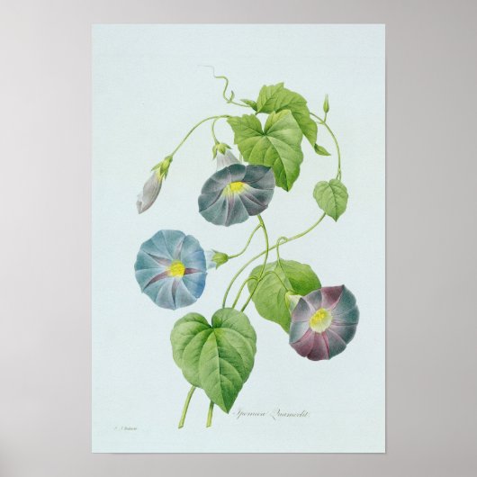 Morning Glory Poster (Voorkant)