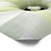 Morning Glory Poster (Hoek)