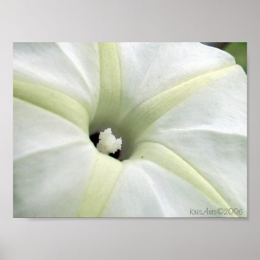 Morning Glory Poster (Voorkant)