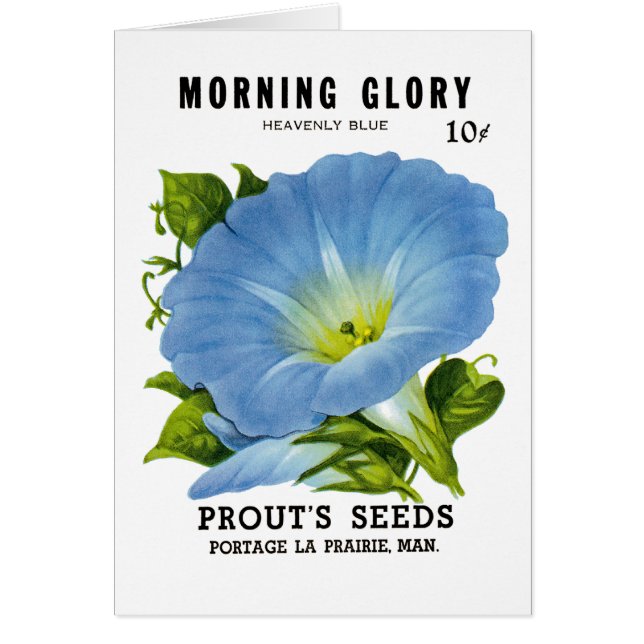 Morning Glory  Seed Packet (Voorkant)