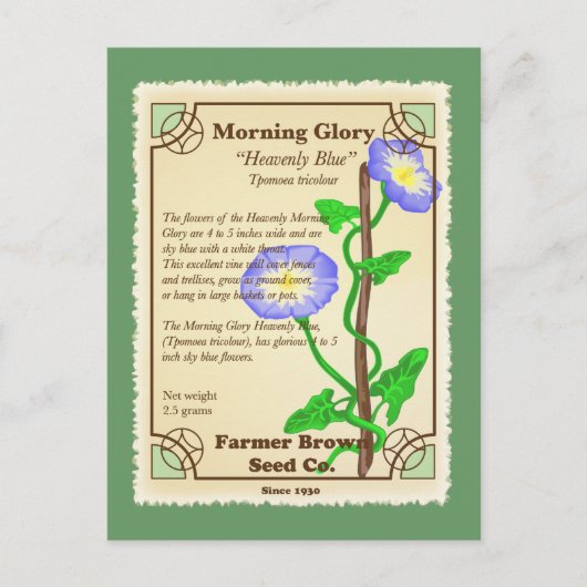 Morning Glory Seed Packet Briefkaart (Voorkant)