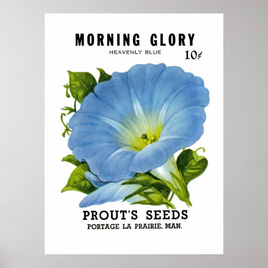 Morning Glory Seed Packet Poster (Voorkant)