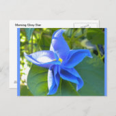 Morning Glory Star Briefkaart (Voorkant / Achterkant)