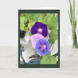 Morning Glory Trio Blanco kaart