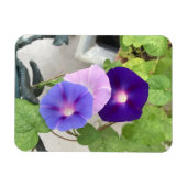 Morning Glory Trio Magneet (Horizontaal)