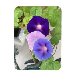 Morning Glory Trio Magneet