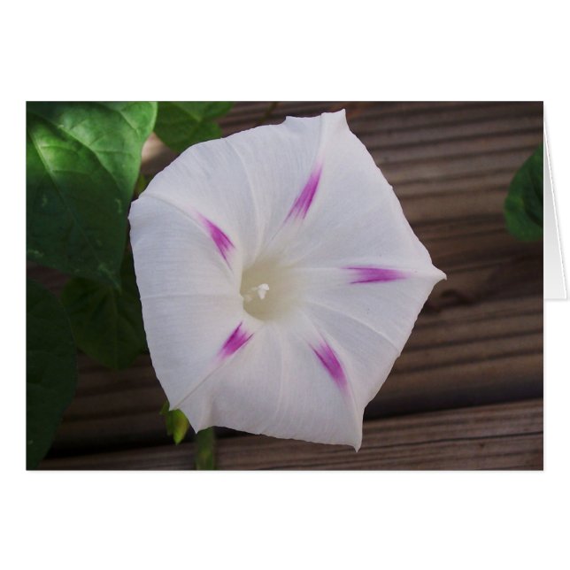 Morning Glory White (Voorkant Horizontaal)