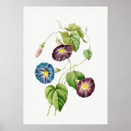 Morning Glory zonder tekst Poster