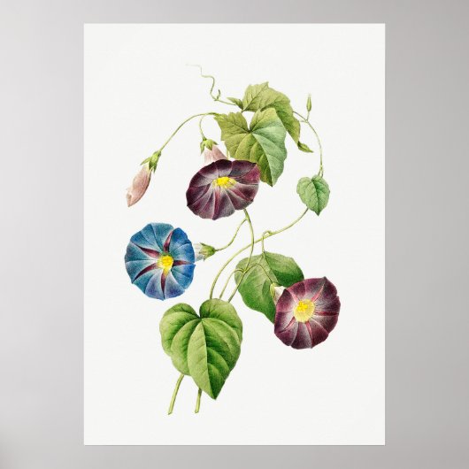 Morning Glory zonder tekst Poster (Voorkant)