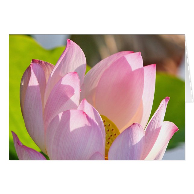 Morning Light (Voorkant Horizontaal)