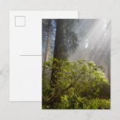 Morning Mist op Rhododendron Briefkaart (Voorkant / Achterkant)