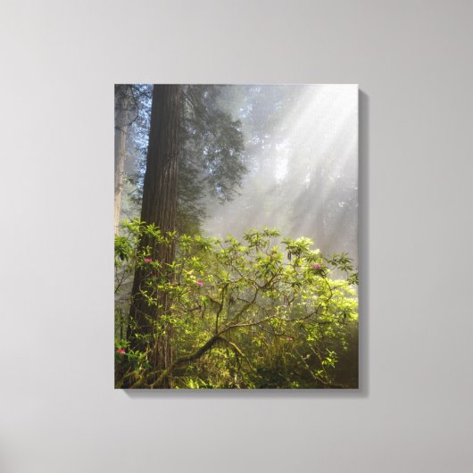 Morning Mist op Rhododendron Canvas Afdruk (Voorkant)