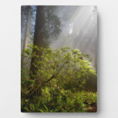 Morning Mist op Rhododendron Fotoplaat (voorkant)