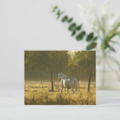 Morning Pasture Scene Briefkaart (Staand voorkant)