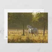 Morning Pasture Scene Briefkaart (Voorkant / Achterkant)