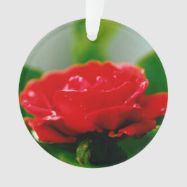 Morning Red Rose bedekt met dauwdruppels Ornament