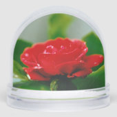 Morning red Rose bedekt met dauwdruppels Sneeuwbol (Voorkant)