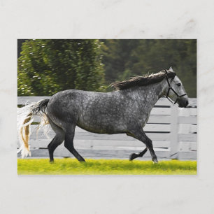 Morning Run Briefkaart