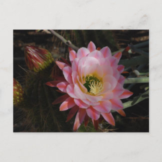 Morning Shade Briefkaart