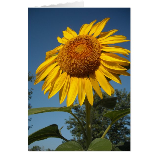 Morning Sunflower (Voorkant)