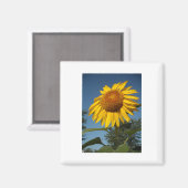 Morning Sunflower Magneet (Voorkant / Achterkant)