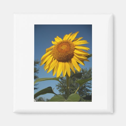 Morning Sunflower Magneet (Voorkant)
