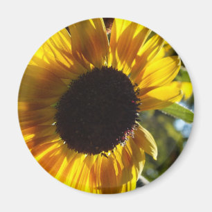 Morning Sunflower Magneet