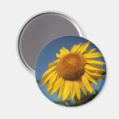 Morning Sunflower Magneet (Voorkant / Achterkant)