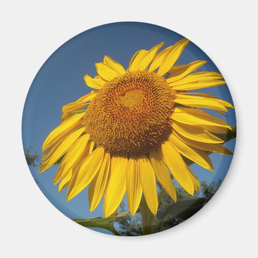 Morning Sunflower Magneet (Voorkant)