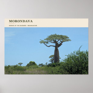 Morondava Laan van de Baobabs Poster