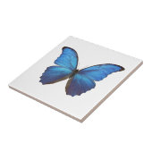 MORPHO DIDIUS D TEGELTJE (Zijkant)