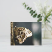 Morpho peleides Briefkaart (Staand voorkant)
